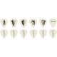 Fender 1980351046 - George Harrison All Things Must Pass Pick Tin, Set of 6
